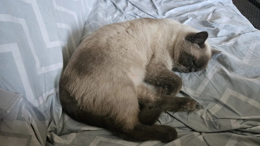 Haus od 4 Zimmer wohnung zu mieten