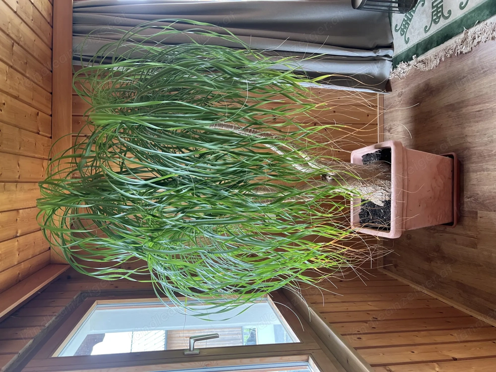 Große Zimmerpflanze Elefantenfuß inkl. Übertopf