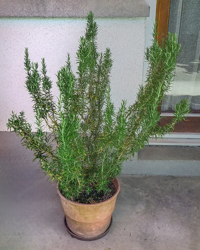 Rosmarin im großenTopf  
