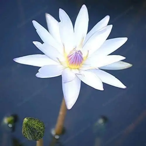 Meditative energiemassage 