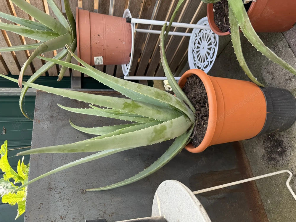 Schöne Aloe Vera!