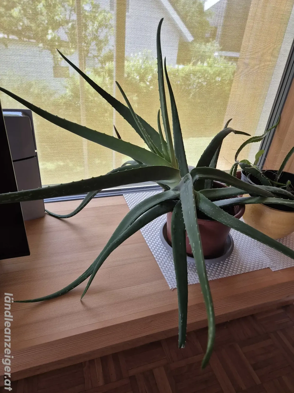 Aloe Vera 