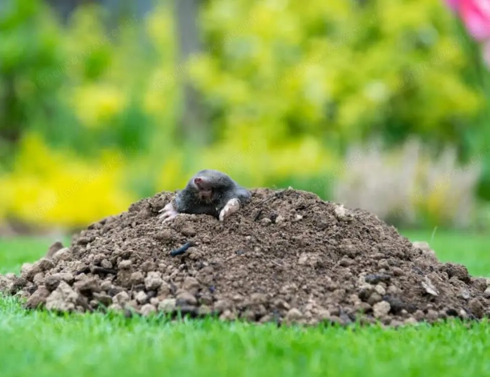 Gute Erde -Aushub zu verschenken 