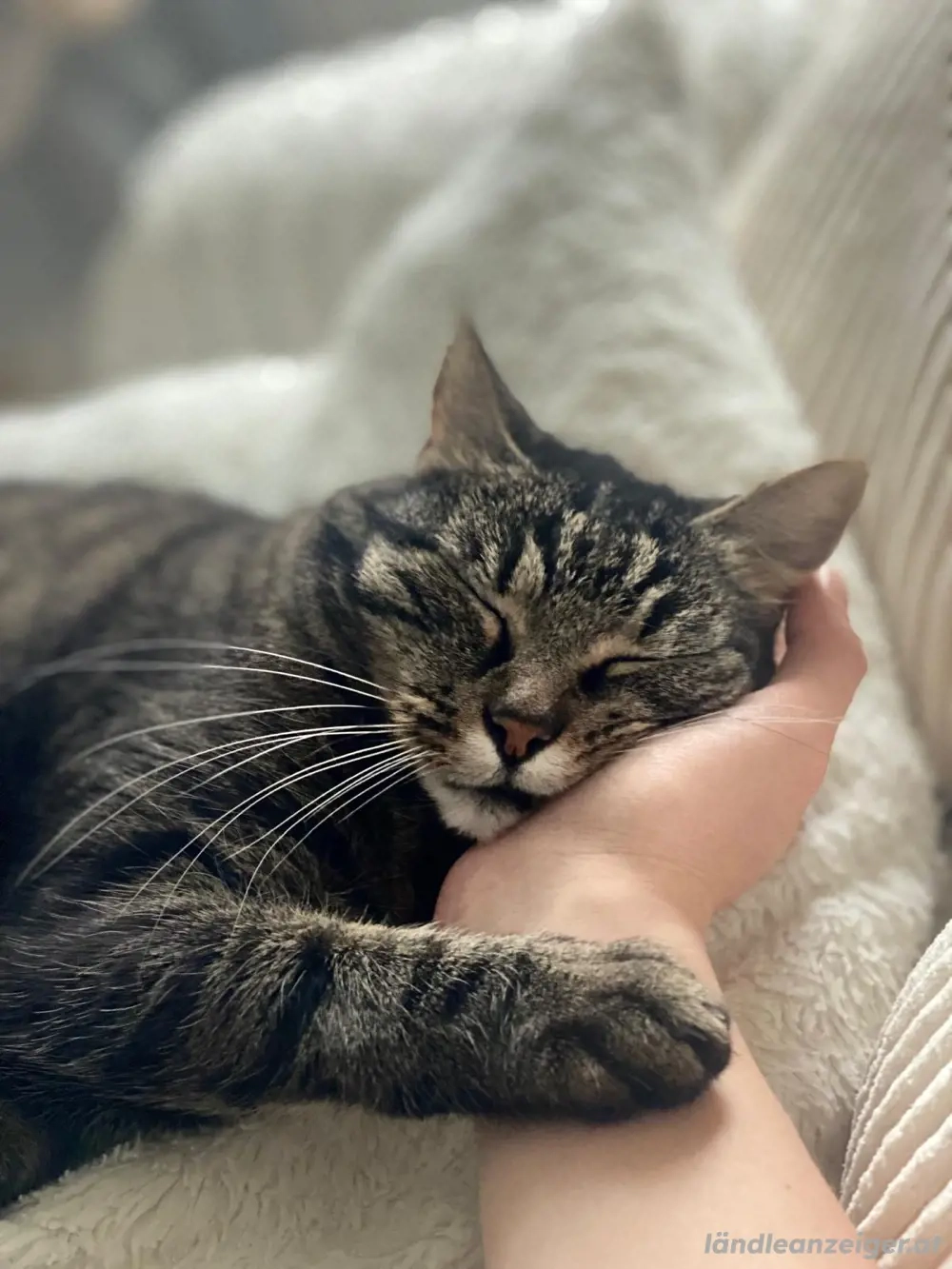 Bubi sucht ein neues Zuhause mit Freigang