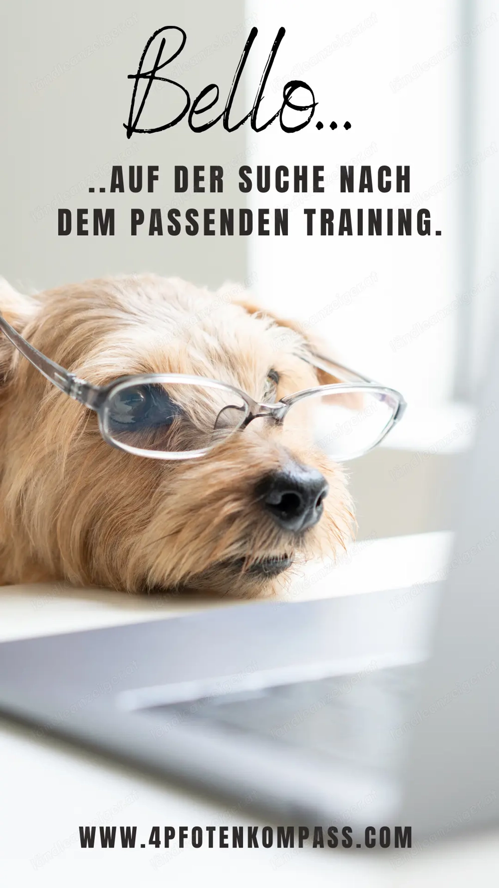 Hundetraining & Verhaltensberatung