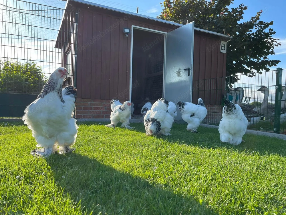 Hühner Hennen Geflügel  Hühner Hennen Geflügel