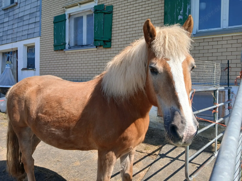 2 Pflegepferde zum betüddeln