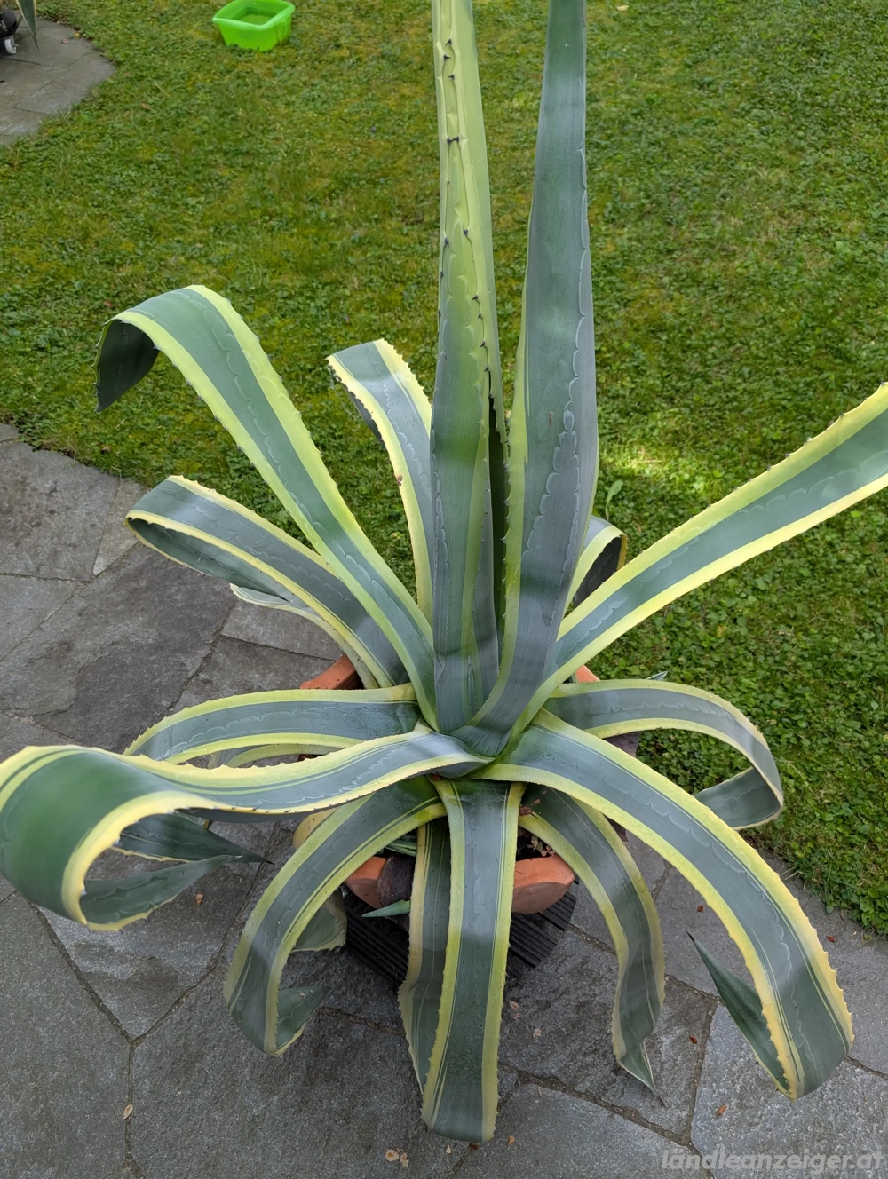 Agave - Pflanze