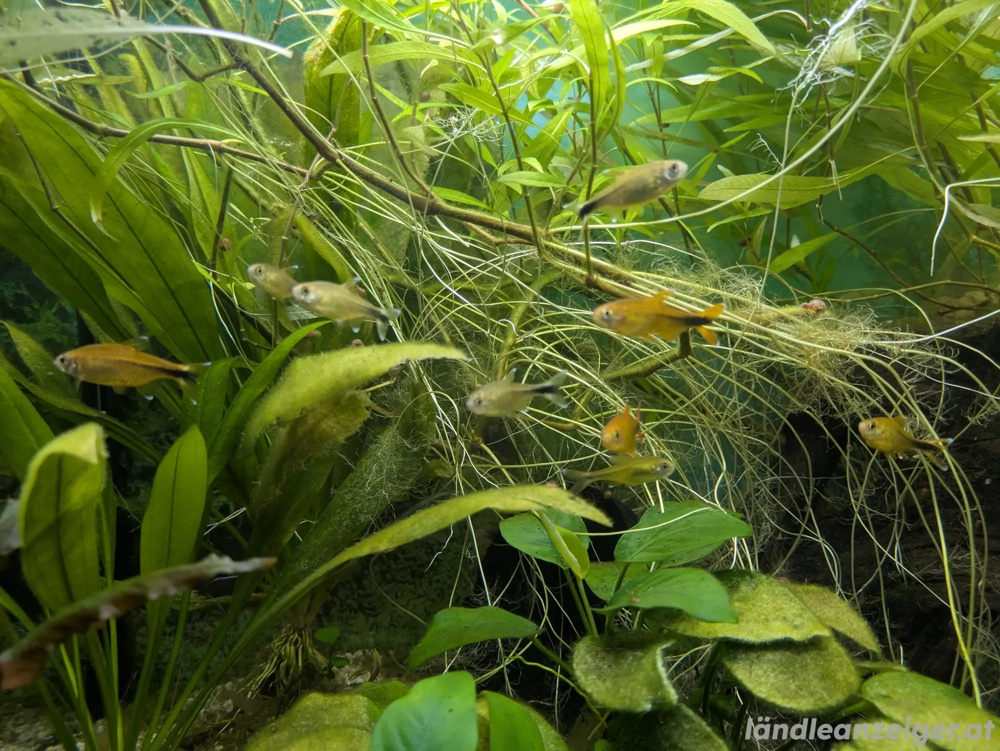 Kupfersammler abzugeben