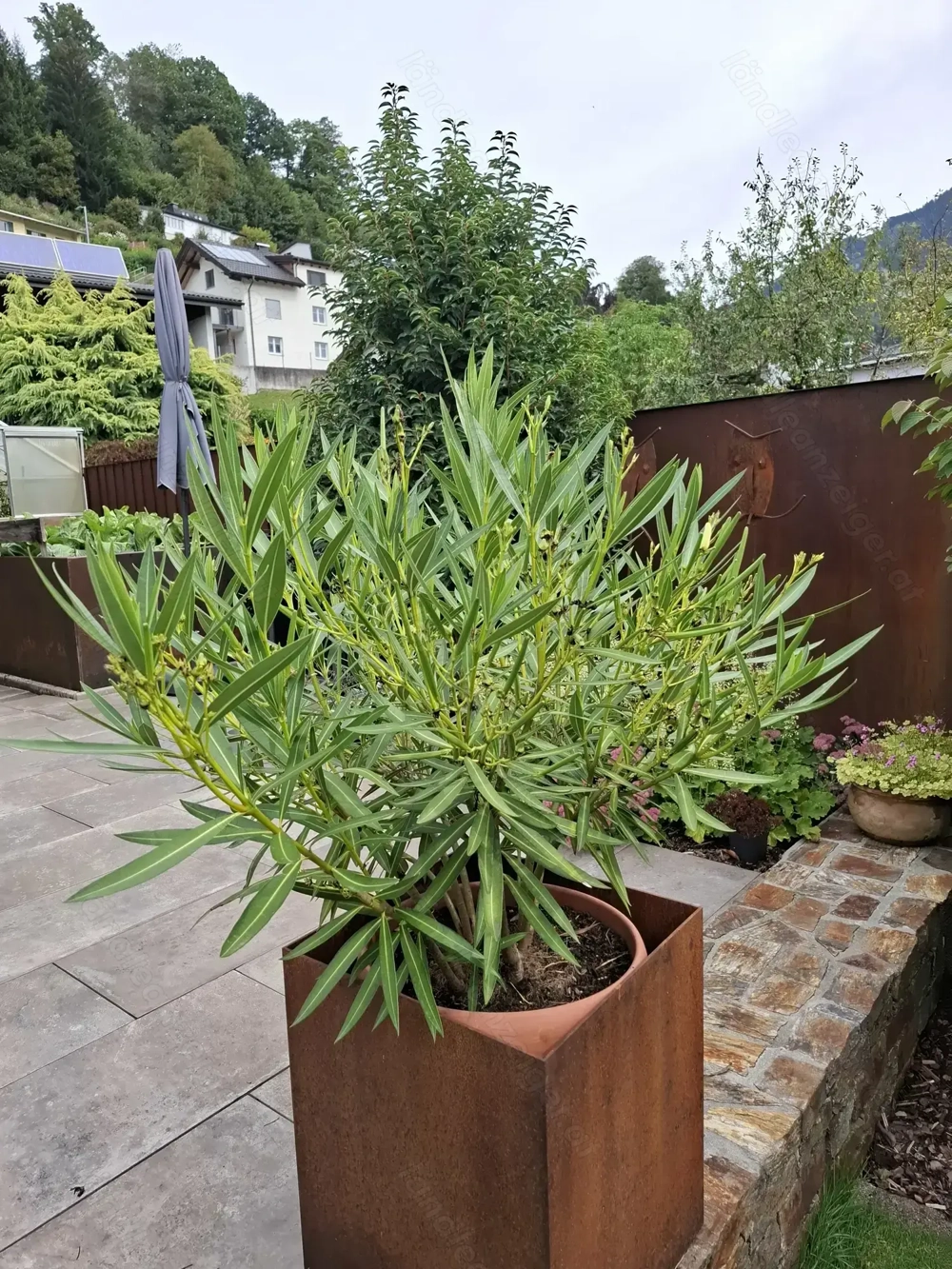 3 Stück Oleander Farbe weiß zu verkaufen.