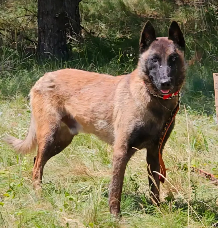 Otto sucht aktive hundeerfahrene Menschen