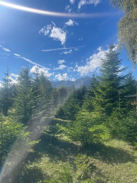 Christbäume, Schnittgrün