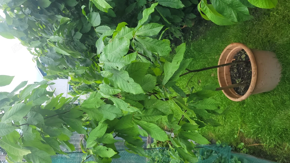 Pawpaw oder auch Indianerbanane