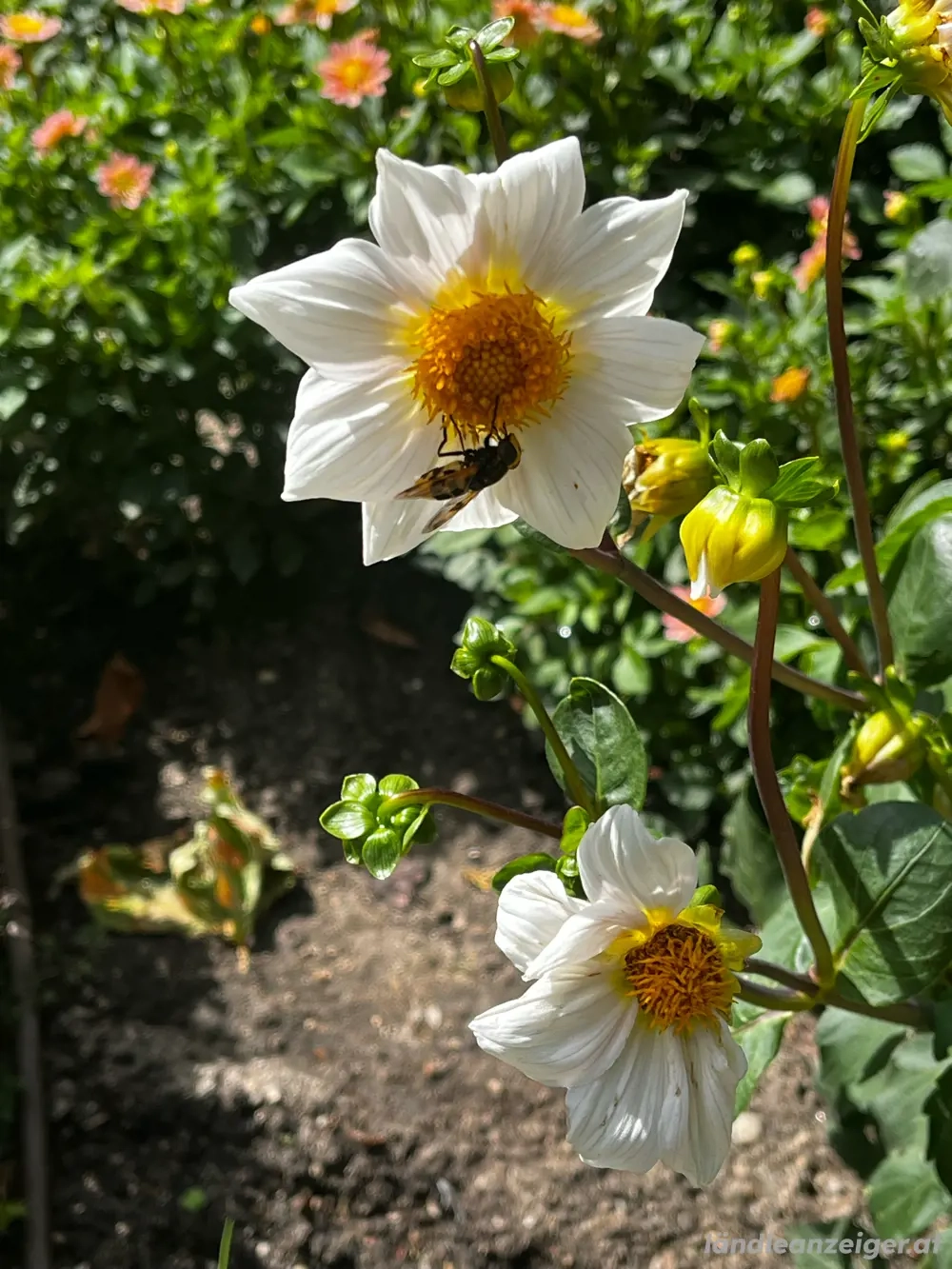 Biete Hilfe bei der Pflege und Betreuung