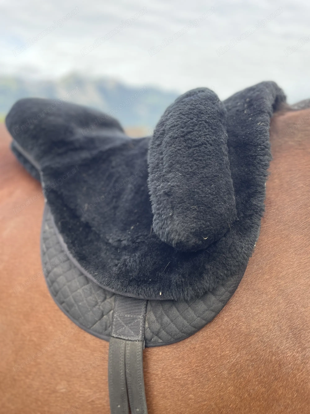 Eclipse Fellsattel schwarz 