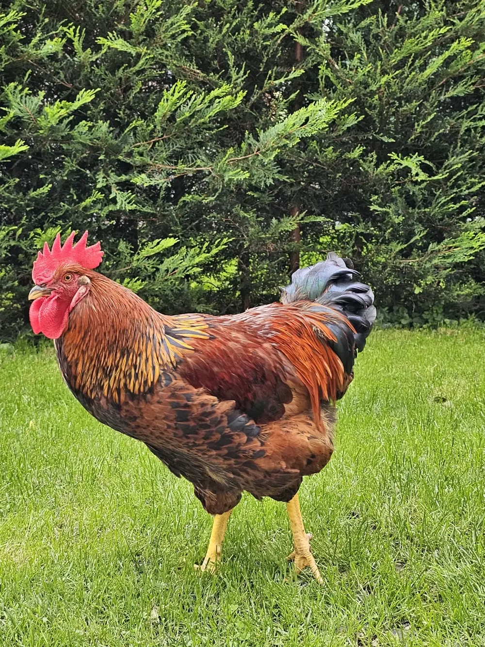 Sulmtaler Hahn sucht zuhause