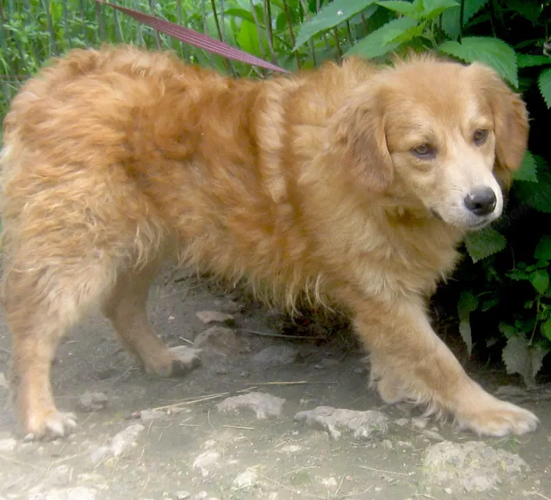 Rory möchte Teil IHRER Familie werden - NOTFALL