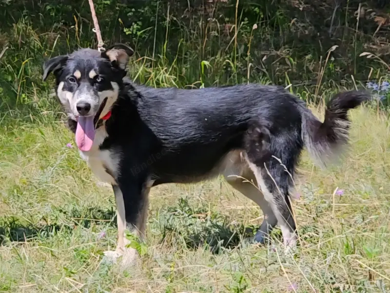 Rufus sucht SEINE Familie
