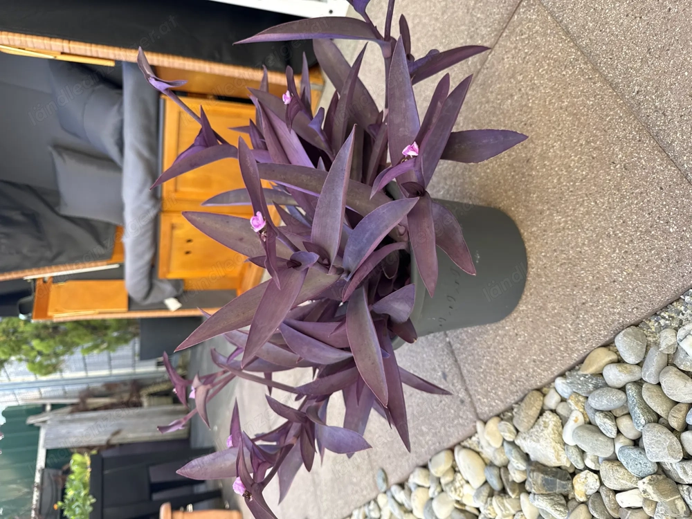 Exotische Zimmerpflanze 