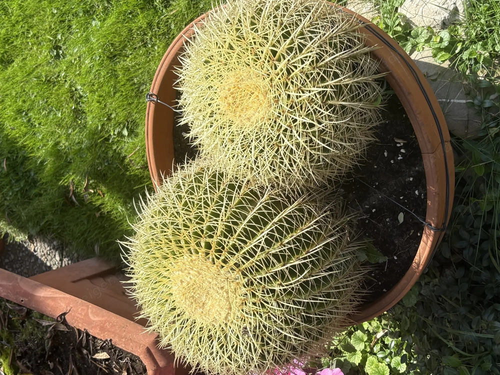 Schwiegermutterthron