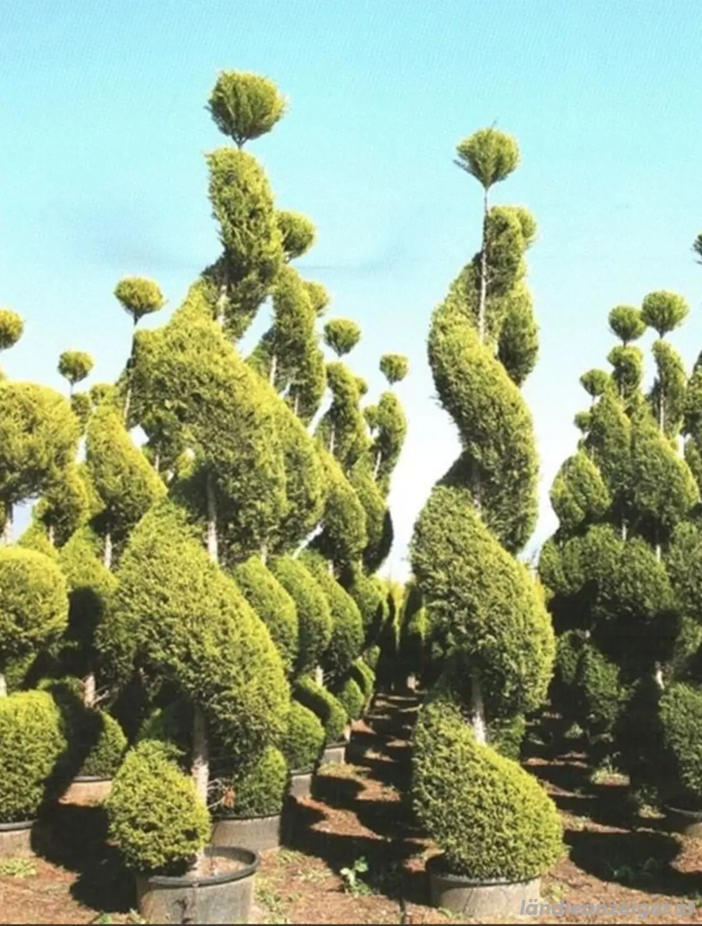gartenarbeit  
