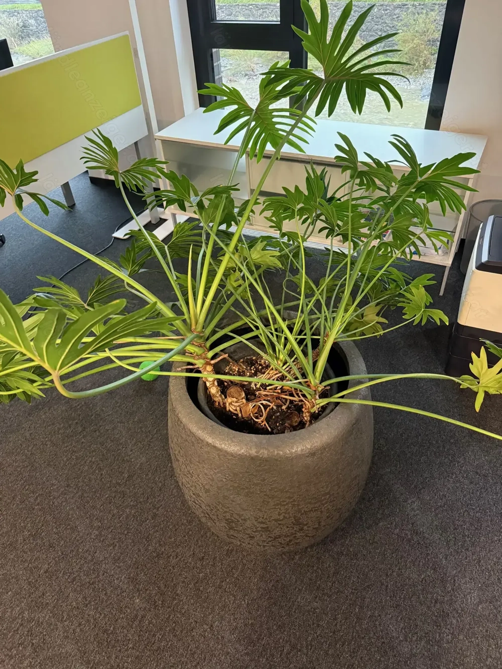 Philodendron mit Topf