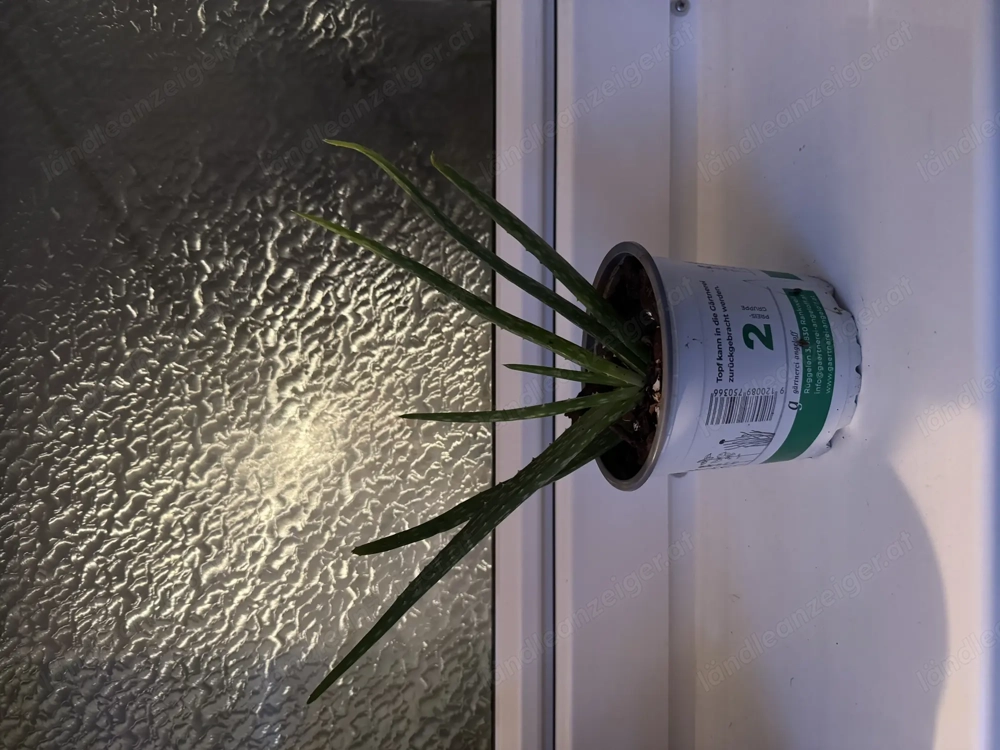 Aloe Vera Pflanze 