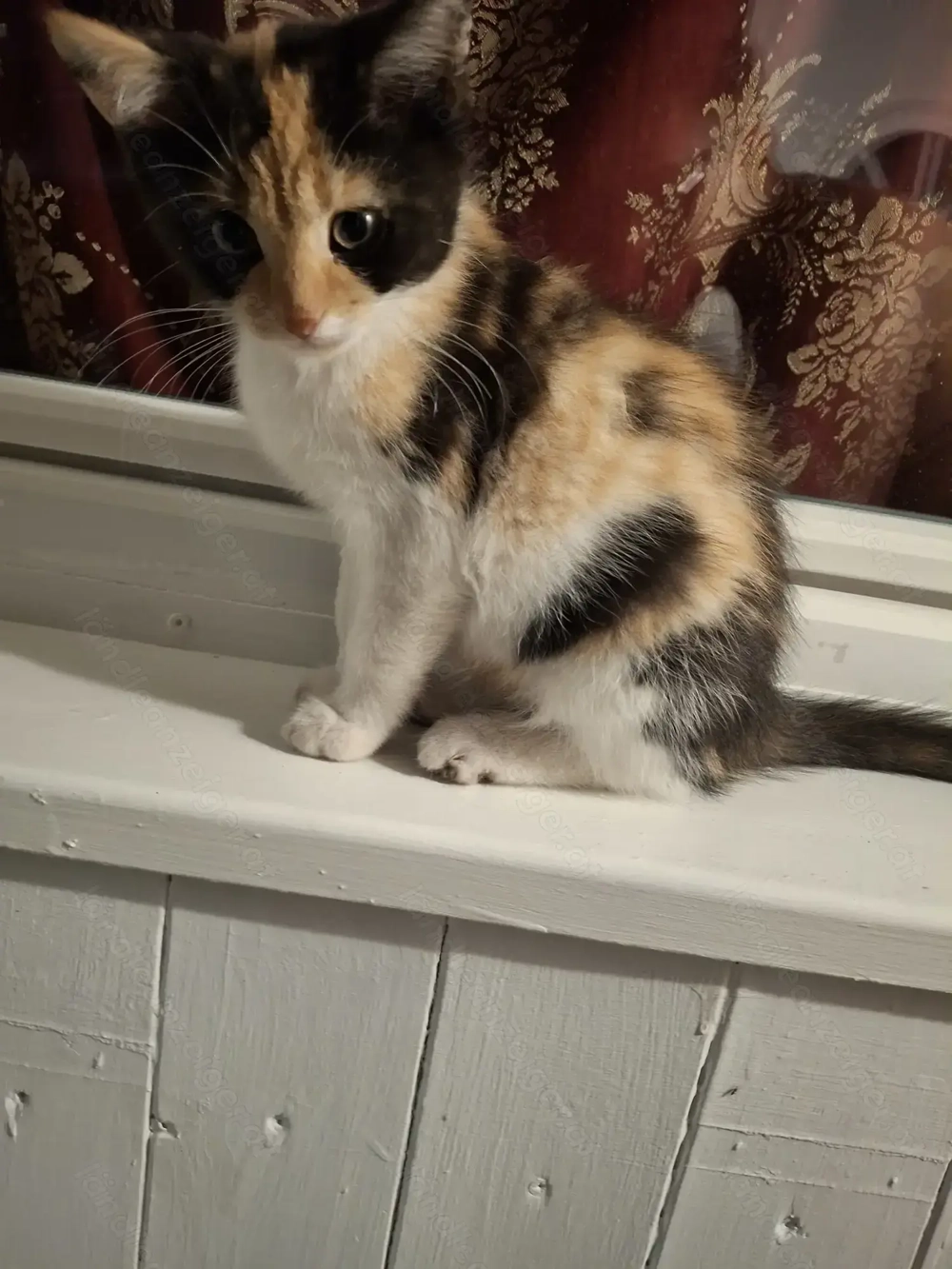 Katzenbaby 3 Monate Rassenkatze