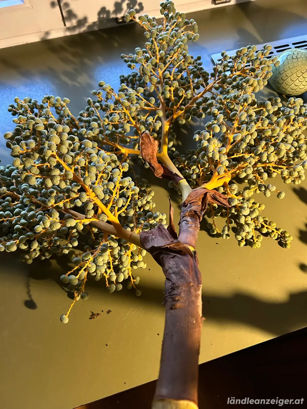 Hanfpalme - Samen Trachycarpus- Wagneriaus