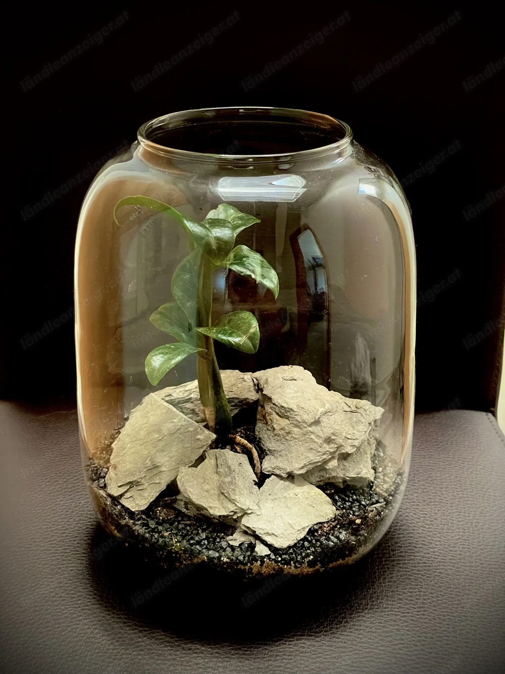 Terrarium Simplicity