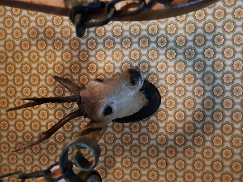 Rehgeweih zur Deko zu verkaufen