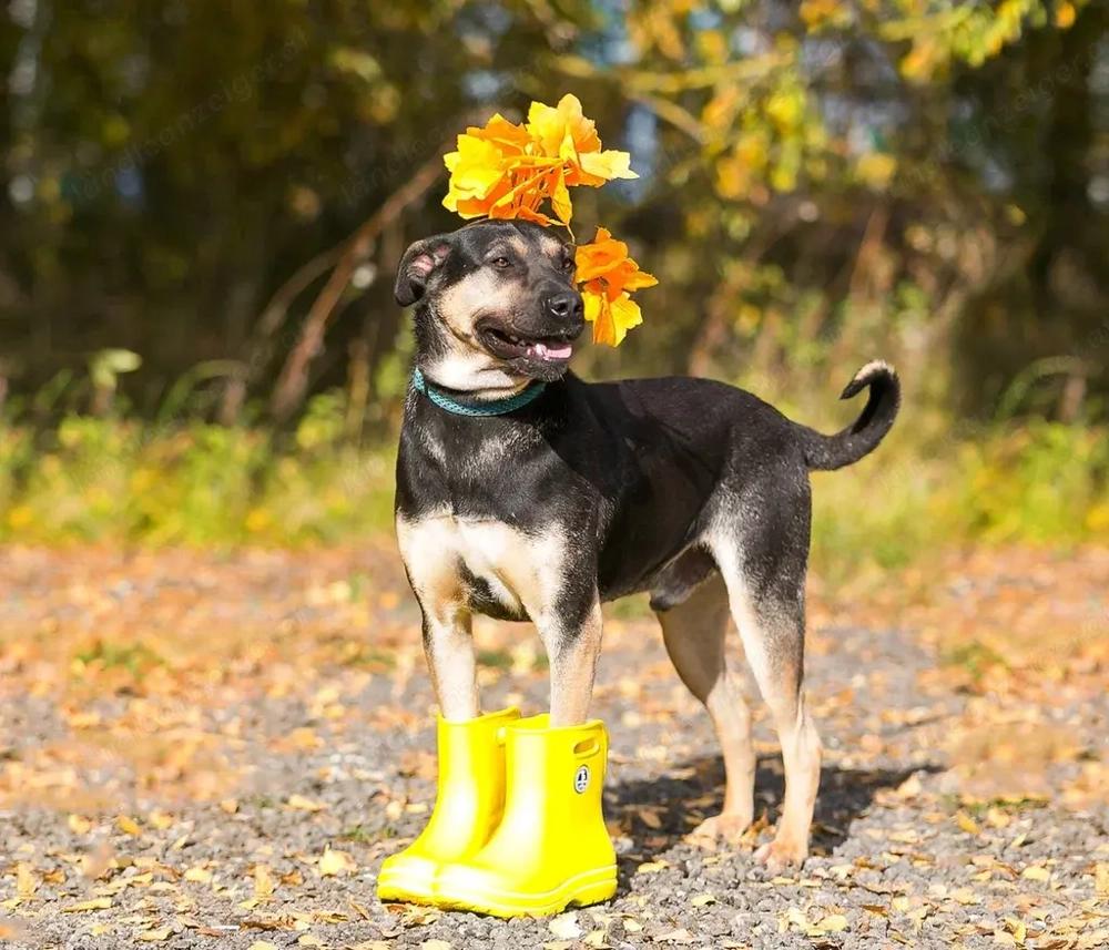 Wer hat platz für den liebevollen Seen?!