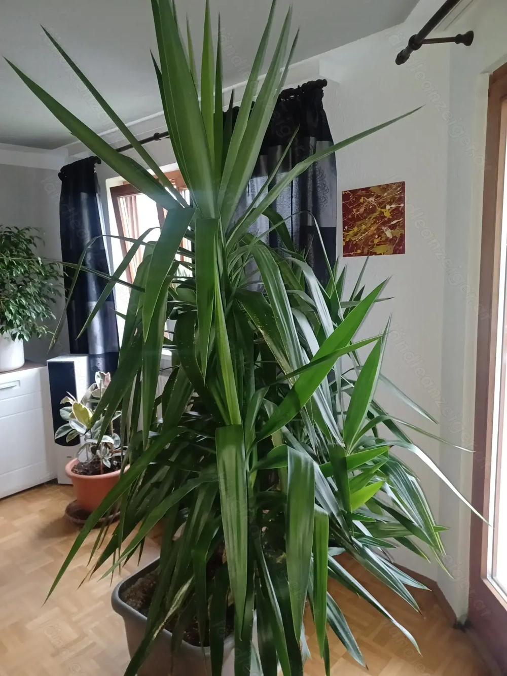Große Yucca Palme zu verkaufen 