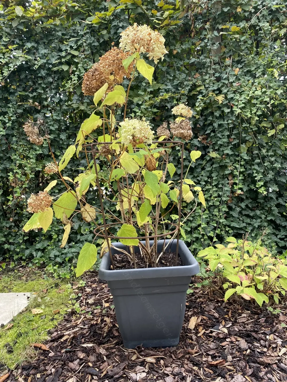 weiße Hortensie Annabelle