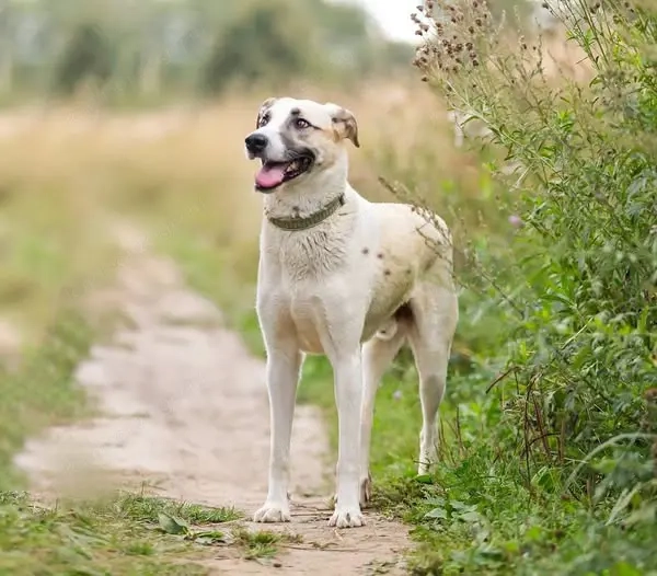 Kannst du Nemo lieben trotz handicap?!