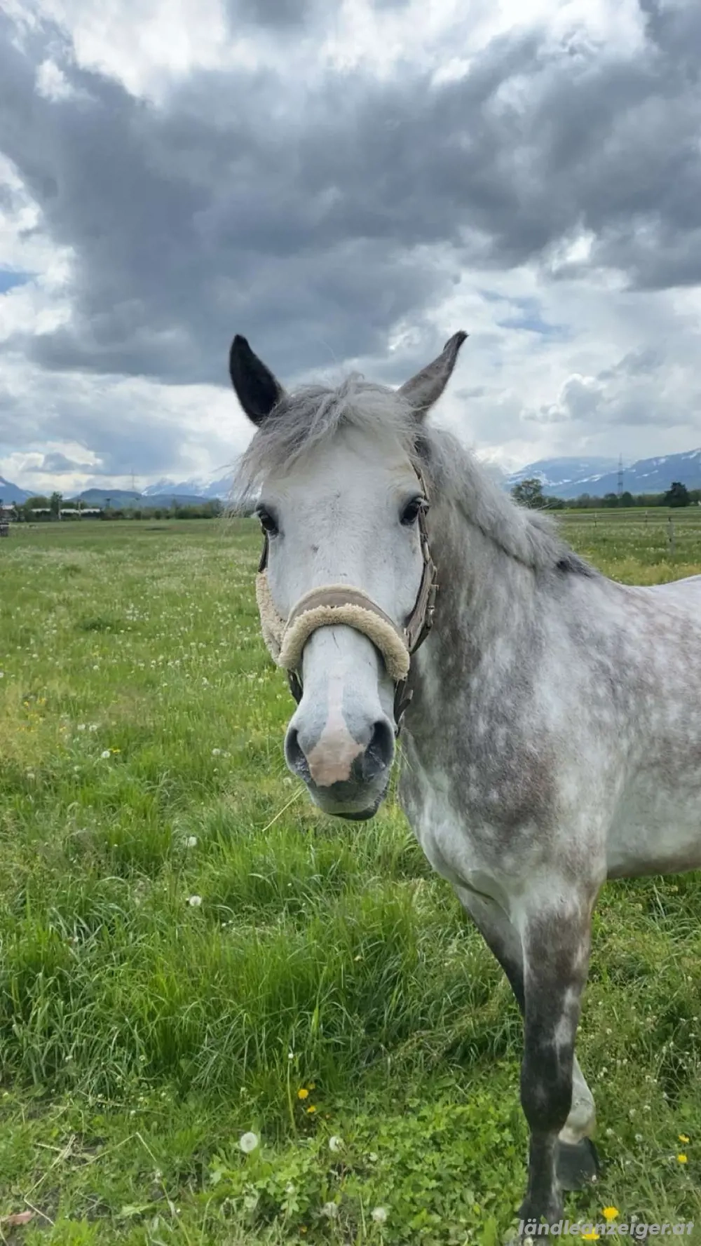 Reitbeteiligung zu vergeben