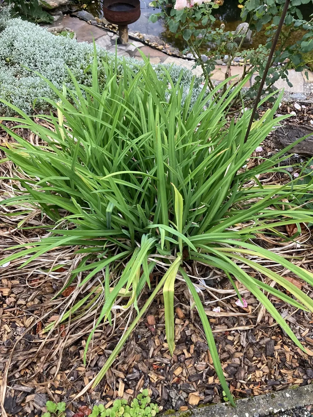 Herren Lille zu Verschenken 