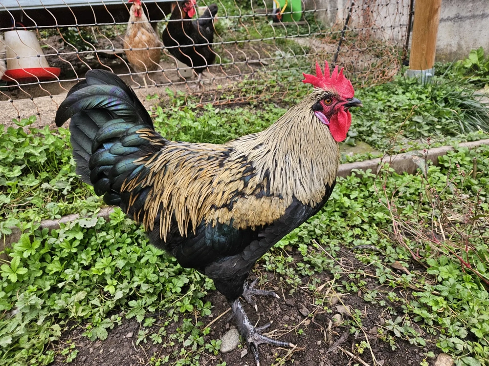 Wunderschöner und sehr lieber Hahn zu verschenken  Wunderschöner und sehr lieber Hahn zu verschenken
