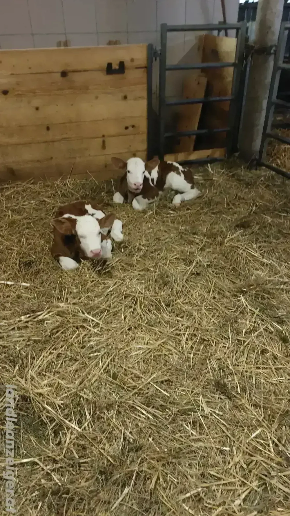 Fleckvieh - Stierkälber zu verkaufen