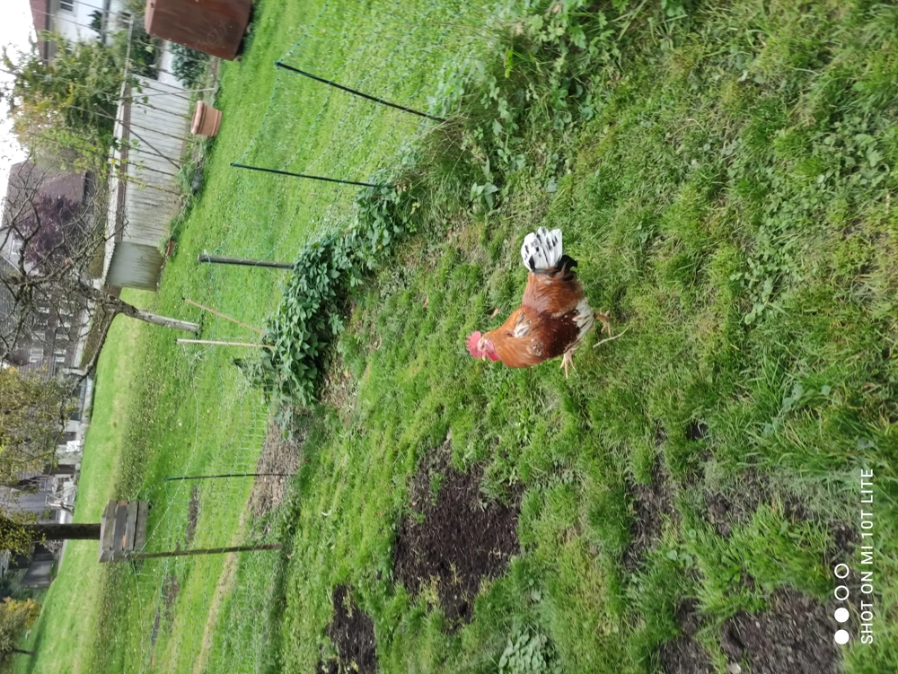 Verschenke Hahn Verschenke Hahn