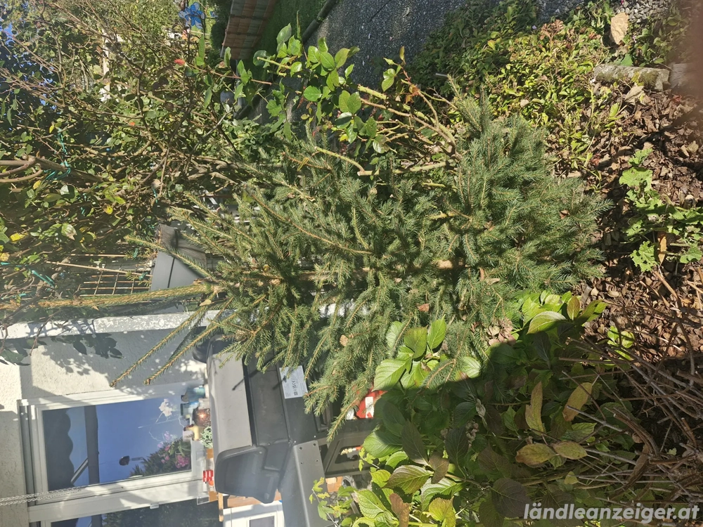 schönen Firstbaum ca. 1,5m hoch