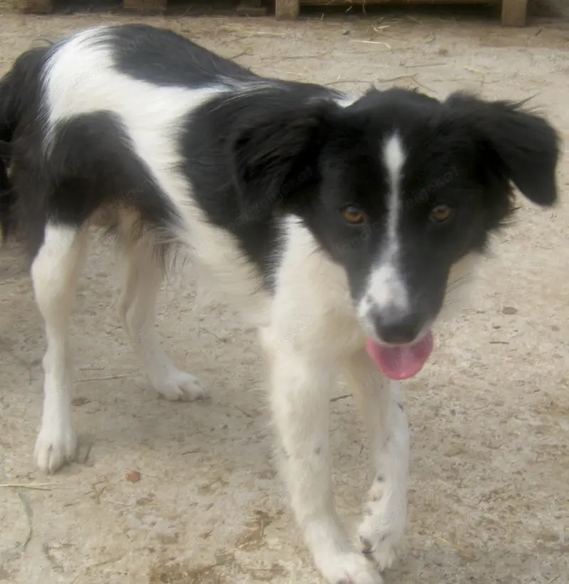 Bubi wartet auf IHR neues Zuhause - NOTFALL