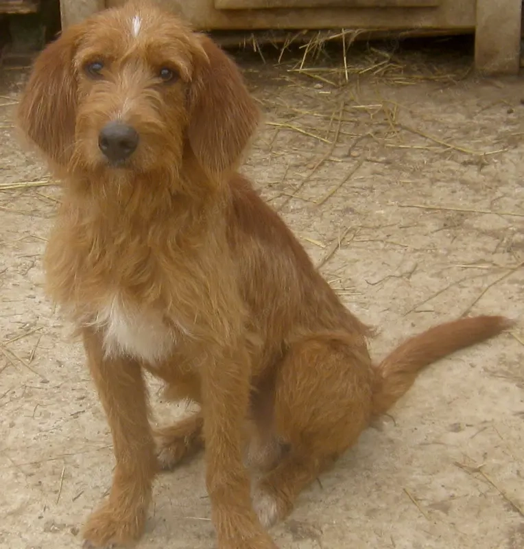 Kabosu wünscht sich ein warmes Plätzchen
