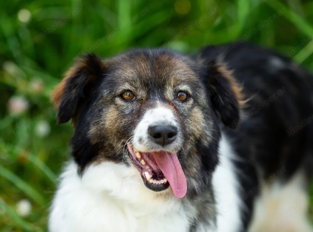 Margo die charmante Einzelprinzessin sucht ihr Königreich