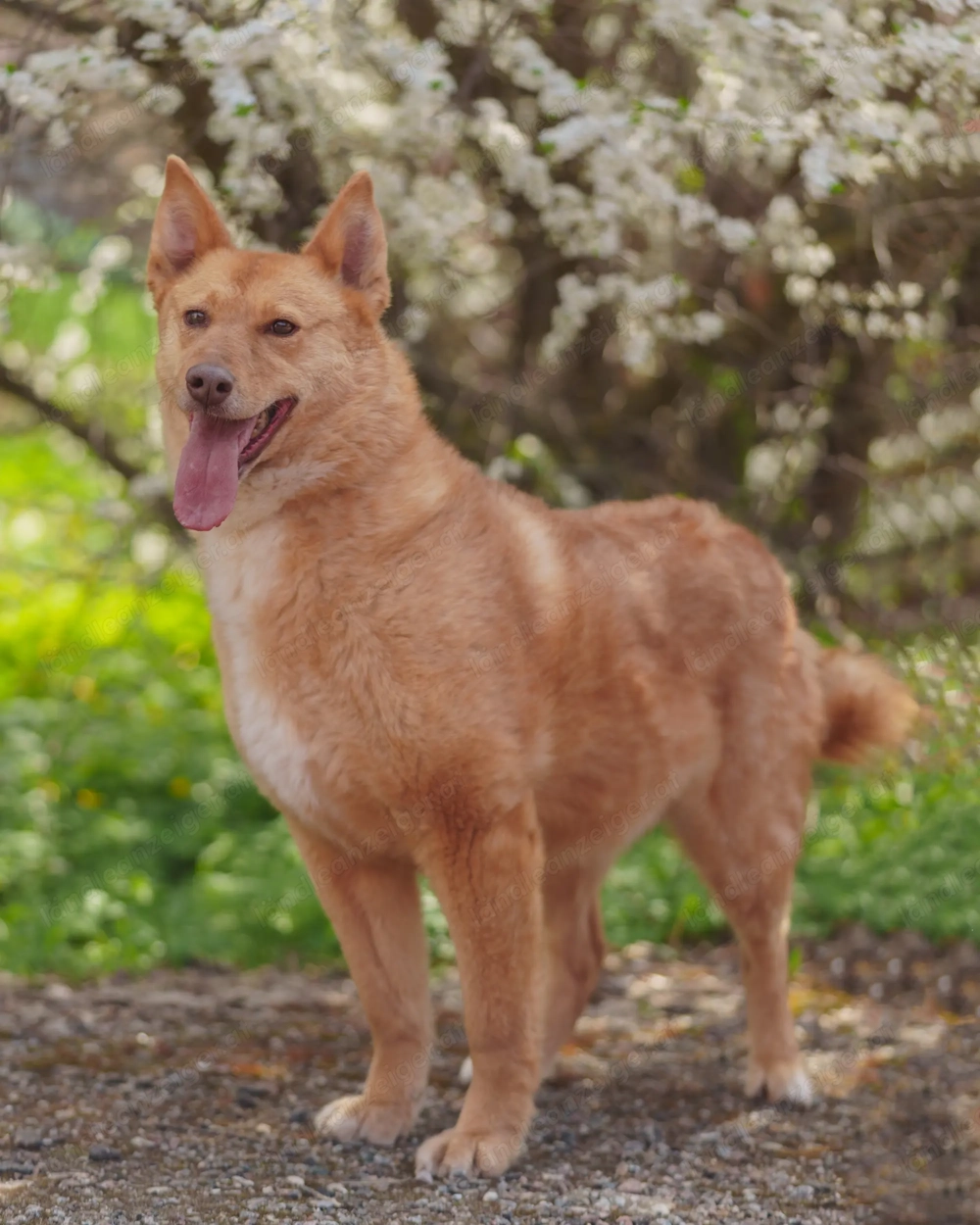 Vesta ist der sanfte Kuschelbär mit großem Herz sucht Ihre Liebe