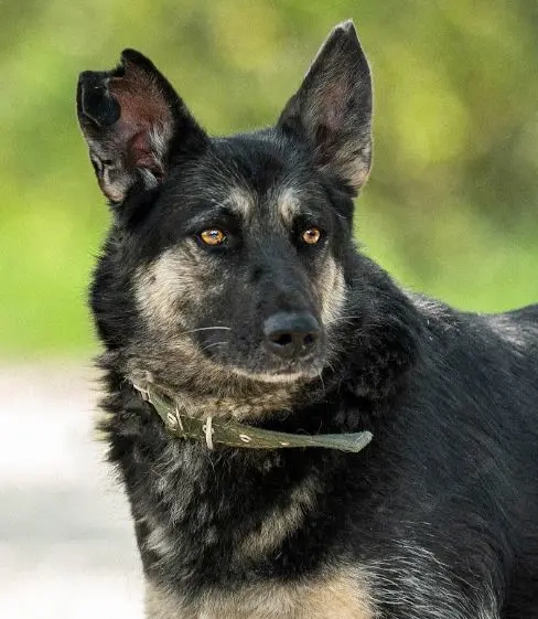 Rayda - die Hündin, die das Leben in vollen Zügen genießt