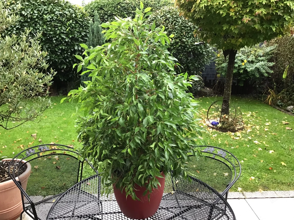 Immergrüne Zimmerpflanze