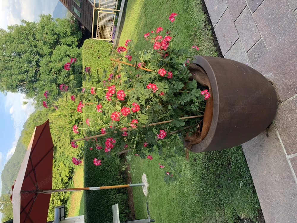 Blumen Topf Plastik WERIT oder Terrakotta Topf
