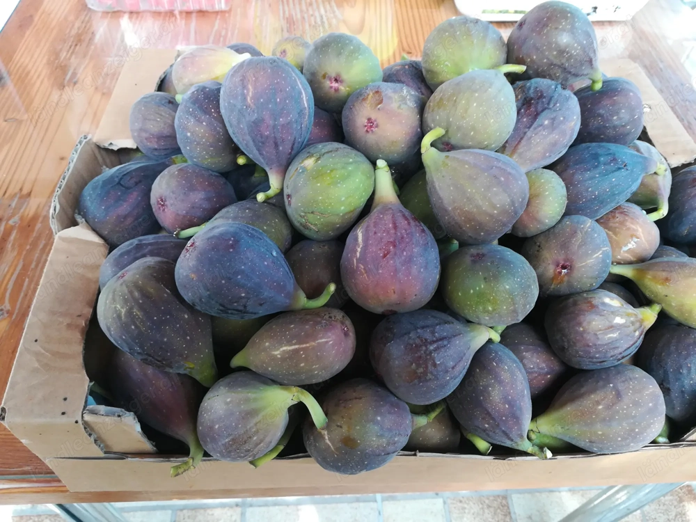 Feigenbaum zu verkaufen