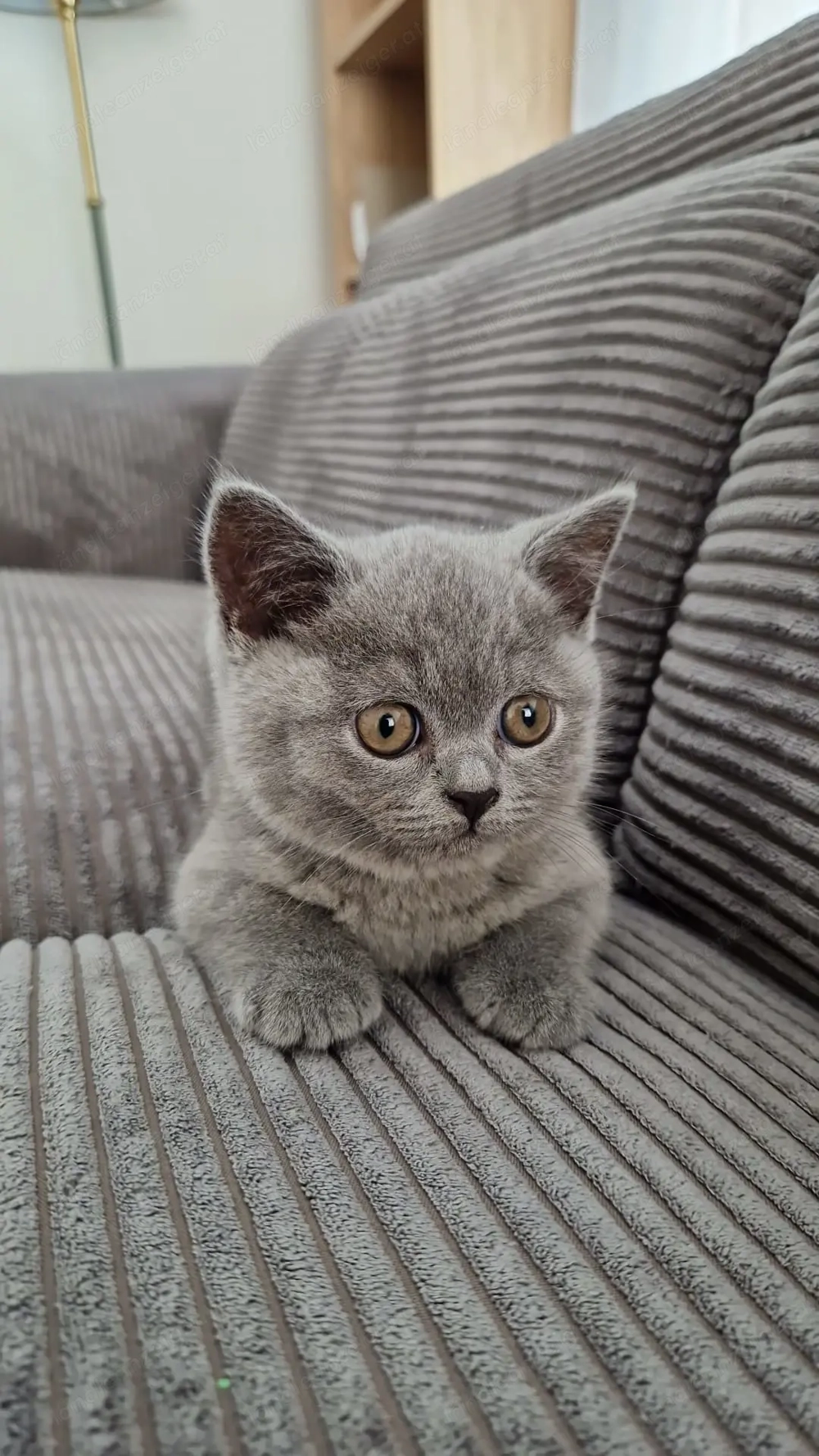 British Kurzhaar 5 Monate